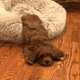 Assorted Doodle Crosses, Cavapoo, Cockapoo, and Poodle Puppies from Doodles by Tatum