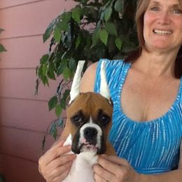 Boxer Puppies from CinniBon Boxers