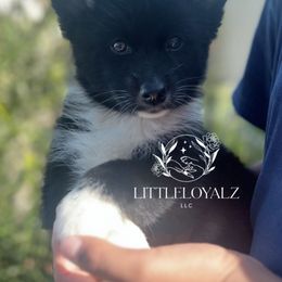 Tikaani - Black and white female Pomsky puppy in Riverside, California from LittleLoyalzLLC