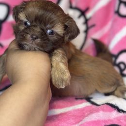 Piper - Chocolate female Shih Tzu puppy in Roseville, Michigan from Diamond Paws LLC