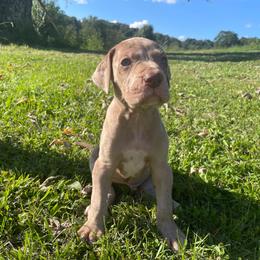 Torque - Merle male Great Dane puppy in French Creek, West Virginia from Villa-Danes Von Kraus