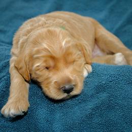 Robin - Apricot male Australian Labradoodle puppy in Stanwood, Washington from Victoria Creek Australian Labradoodles