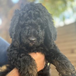 Oz - Goldendoodle puppy from Simply Doodles Ojai
