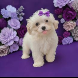 Winnie - White female Maltipoo puppy in Salisbury, North Carolina from Carolina Canines