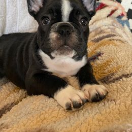 French Bulldog Puppies from Small Town Frenchies