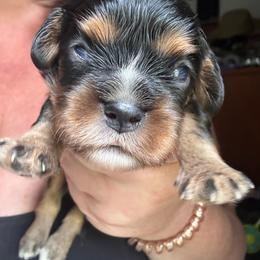 Onyx - Tri-color male Cavalier King Charles Spaniel puppy in Mt Jackson, Virginia from Carters Cavaliers