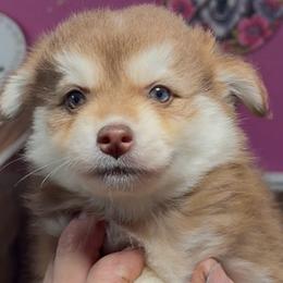 Porsche - Chocolate female Pomsky puppy in Spring Hill, Florida from PDQ Pomskies