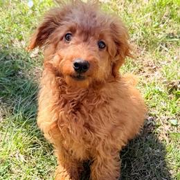 Jax - Apricot male Goldendoodle puppy in Centralia, Missouri from Oodles Of Doodles Mo.