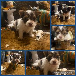 Morkie and Yorkshire Terrier Puppies from Southern Charn Precious Paws