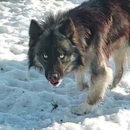 Harmony - Siberian Husky