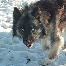 Harmony - Siberian Husky