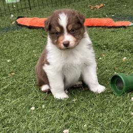 Ares - Red tri-color male Australian Shepherd puppy in Jacksonville, Florida from Solace Australian Shepherds