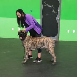 Mastiff All Grown Up from Eagle Clan Mastiffs