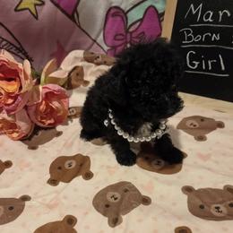 Girl 2 - Black female Poodle puppy in North Augusta, South Carolina from Tiny Paws Luxury Pets