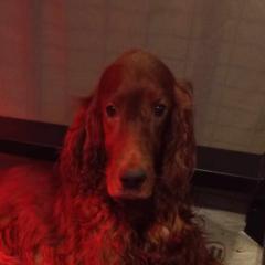 Envy - Irish Setter