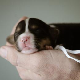 Gali - Black and tan female Pembroke Welsh Corgi puppy in South Otselic, New York from Ridge Top Corgis