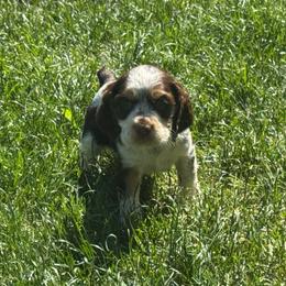 Georgie - Liver white and tan male English Springer Spaniel puppy in Coeur D'alene, Idaho from Springer Hollow