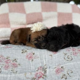 Sunny - Wheaten female Whoodle puppy in Rising Sun, Indiana from Ruby Lane Doodles
