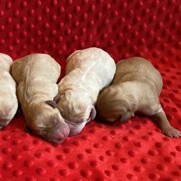 Labrador Retriever Puppies from Gochee Labs