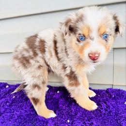 Rory - Red merle male Australian Shepherd puppy in Charlotte, North Carolina from Awesome Aussies