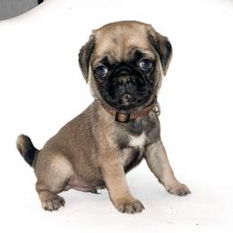 Max (brown) - Fawn male Pug puppy in Hereford, Arizona from Broken Road Ranch Pugs