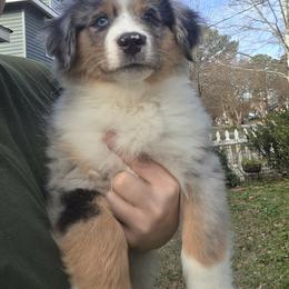 Garth - Blue merle male Miniature American Shepherd puppy in Norfolk, Virginia from Givadem