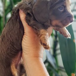 Dachshund Puppies from Ruff Life Dachshunds