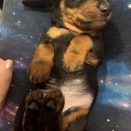 Dachshund Puppies from Phillian Family Mini Dachshunds