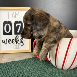 Dachshund Puppies from Queen of Weens Dachshunds