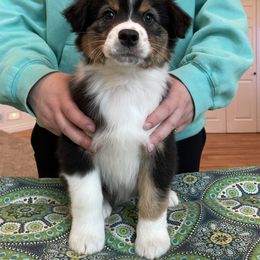 Australian Shepherd Puppies from Audacity Australian Shepherds