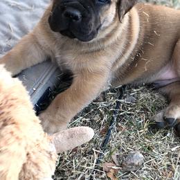 Bowie-Green - Brown Boerboel puppy in Pearce, Arizona from Desert Stronghold Boerboels