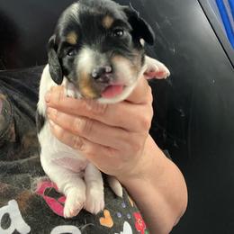 Petunia-Girl 2 - Piebald female Dachshund puppy in Bigfork, Minnesota from Dachshunds Up North
