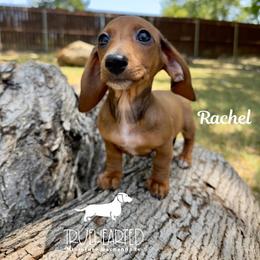 Rachel - Red female Dachshund puppy in Royse City, Texas from Truehearted Miniature Dachshunds