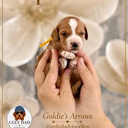 Quiver - Red  male Goldendoodle puppy in Orangevale, California from Ugly Dad Doodles