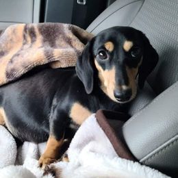 Mollie - Dachshund