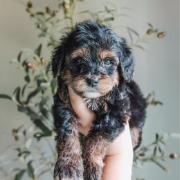 Summit - male Golden Mountain Doodle puppy in Greenbrier, Arkansas from Tilley's Southern Doodles