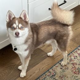 Pomskies from High Sierra Pomsky