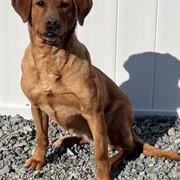 Lucy - Labrador Retriever