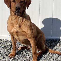 Lucy - Labrador Retriever