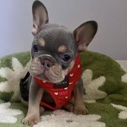 Boy 2 - male French Bulldog puppy in Woodhaven, Michigan from Maldonado Frenchies