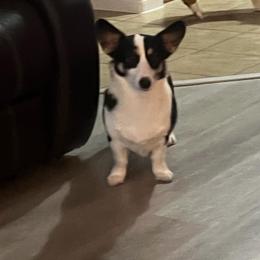 Pepper - Black and tan female Pembroke Welsh Corgi puppy in Dickinson, Texas from Gulf Coast Corgis