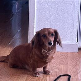Ginny - Dachshund