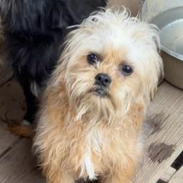 Pickles-neutered - Sable male Assorted Doodle Crosses puppy in Kentucky from Em&M Pomeranians