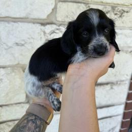 Ridoc - Piebald male Dachshund puppy in Troup, Texas from East Texas Dachshunds