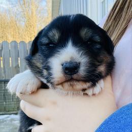 Mustard (lt blue collar) - Black tri-color male Australian Shepherd puppy in Ashland, Ohio from SS Australian Shepherds