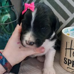 Poppy - Black and white Bernedoodle puppy in Woodland, Georgia from Bethel Doodle Ranch