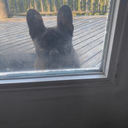 French Bulldog Puppies from Bleu Rock French Bulldogs