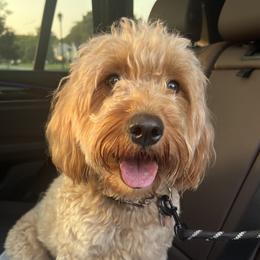 Melody - Goldendoodle