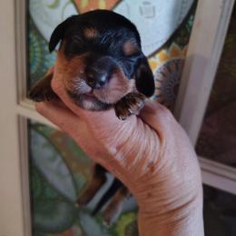 Puppy 1 - Black and tan male Dachshund puppy in Clayton, Indiana from Love Struck Miniature Dachshunds