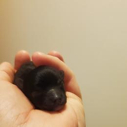 Pomeranian Puppies from Fancy Paws Pomeranian